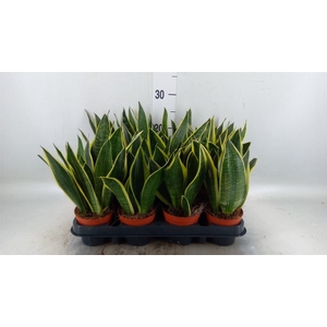 Sansevieria trifa.   ...