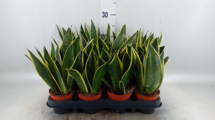 <h4>Sansevieria trifa. ...</h4>