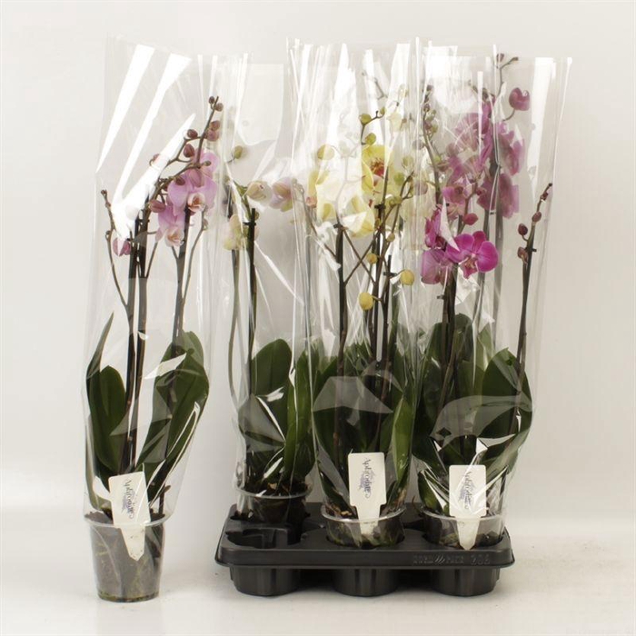 <h4>PHAL GEM 4 KL</h4>