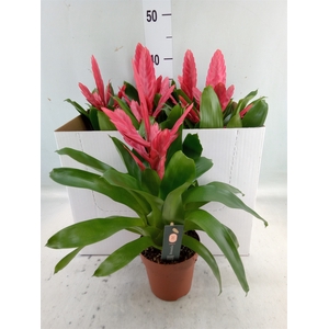 Vriesea  'Intenso Pink'