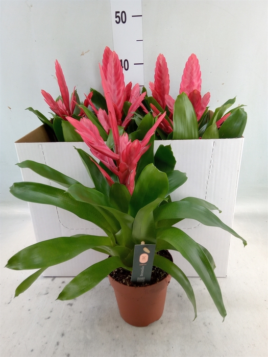 <h4>Vriesea  'Intenso Pink'</h4>