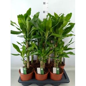 Dracaena frag. 'Steudneri'