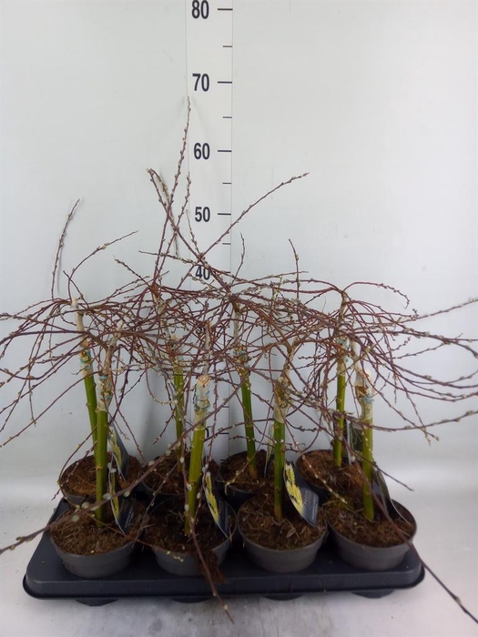 <h4>Salix repens 'Iona'</h4>