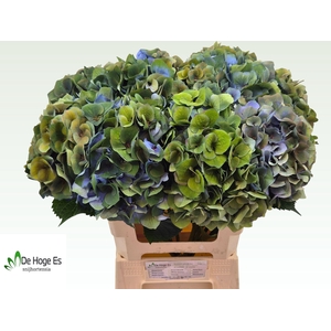 HYDR M ROY CROWN CL