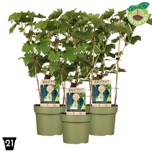 Vitis Boskoop Glory 100% Fruits palisser
