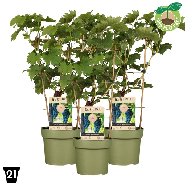 <h4>Vitis Boskoop Glory 100% Fruits palisser</h4>