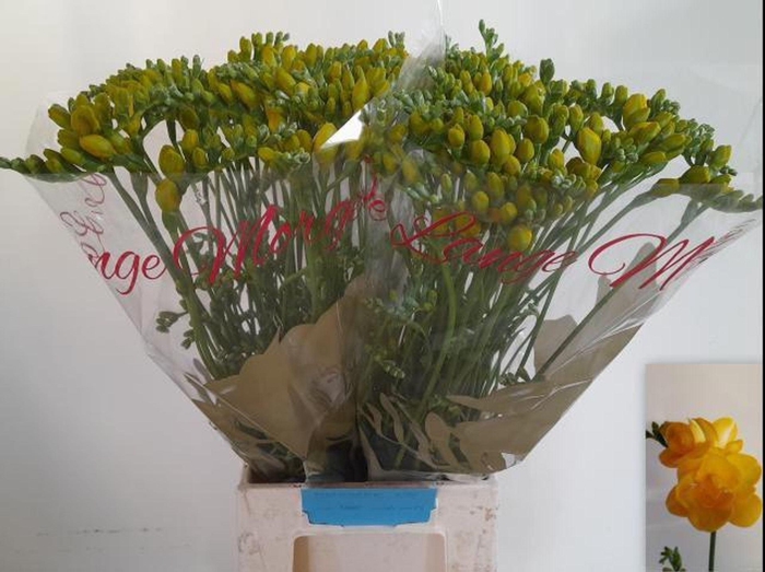 <h4>Freesia du Soleil</h4>