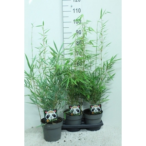Fargesia robusta 'Campbell'