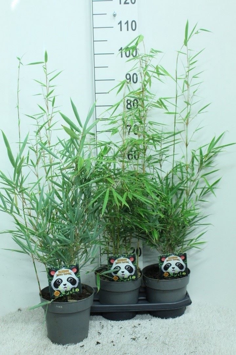 <h4>Fargesia robusta 'Campbell'</h4>