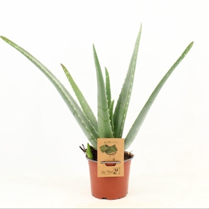 Aloe Vera P12