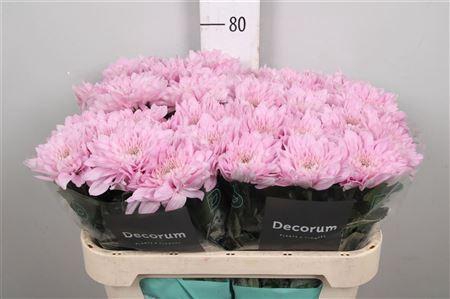 <h4>Chr G Petrushka</h4>