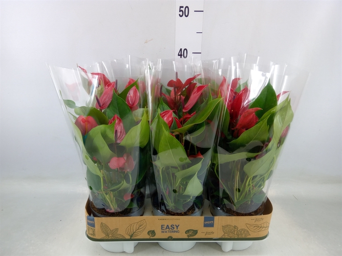 <h4>Anthurium  'Banderola Lava'</h4>