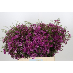 Chamelaucium Purple Rain