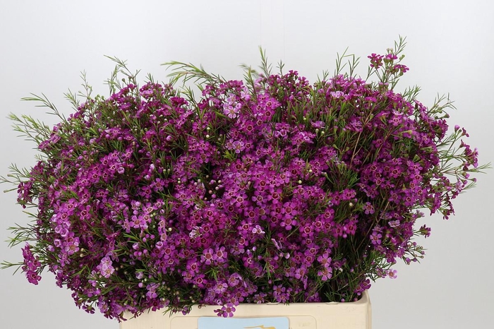 <h4>Chamelaucium Purple Rain</h4>