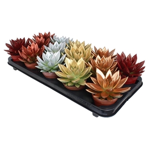 Miranda coloured Xmas mix metal free