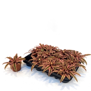 CRYPTAN BIV PINK STA