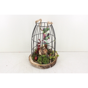 arr.. Amaryllis MB - Vogelkooi XL s