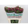 Ranunculus Magical Raspberry