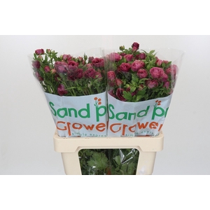 Ranunculus Magical Raspberry