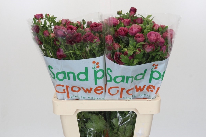 <h4>Ranunculus Magical Raspberry</h4>