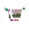 Phal El Cascade 1 Branche 6+