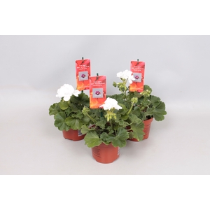Pelargonium Calliope M White
