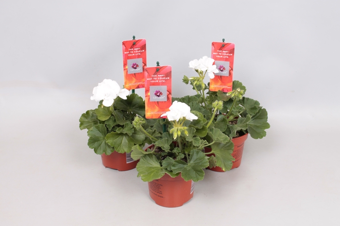 <h4>Pelargonium Calliope M White</h4>