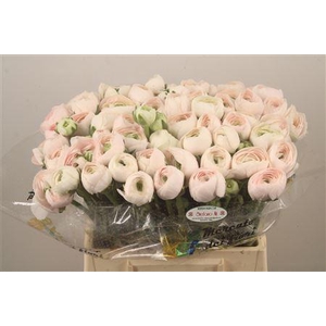 Ran.. Su Hanoi Extra X50