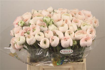 <h4>Ran.. Su Hanoi Extra X50</h4>