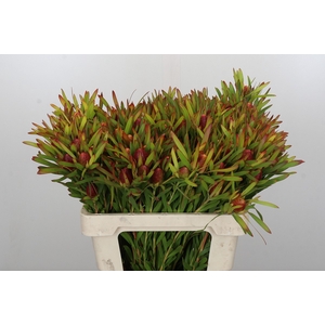Leucadendron Ayoba Cherry Pearl