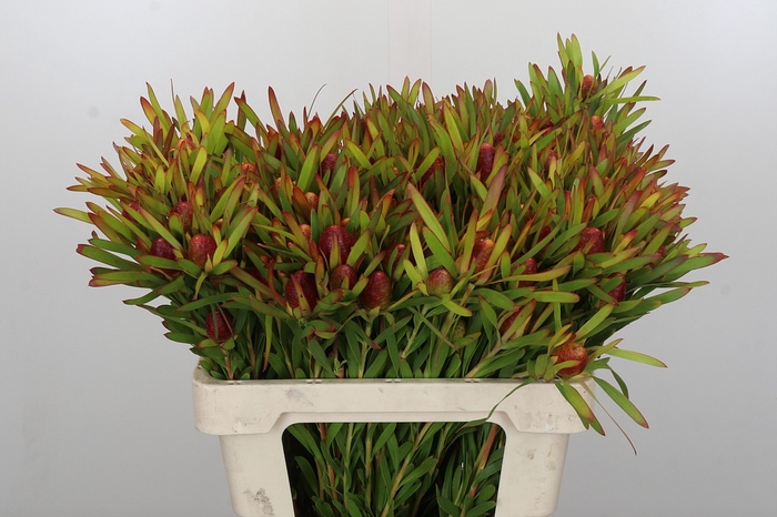 Leucadendron Ayoba Cherry Pearl