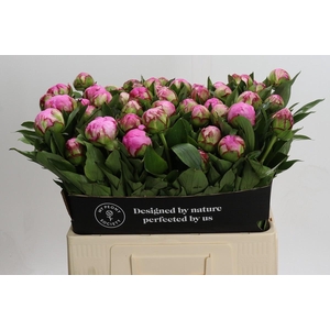 Paeonia Dr A Fleming