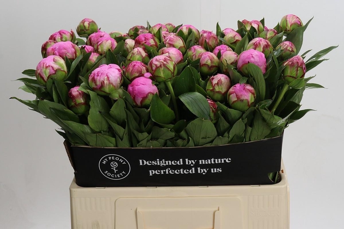 <h4>Paeonia Dr A Fleming</h4>