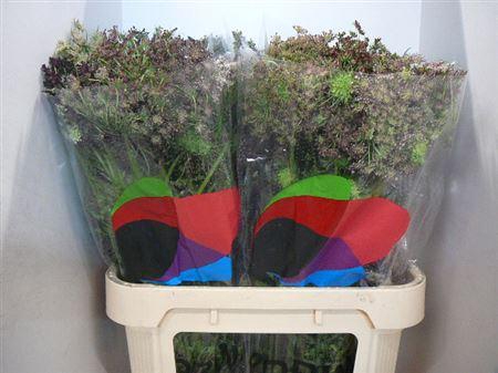 <h4>Daucus Carota Dara</h4>