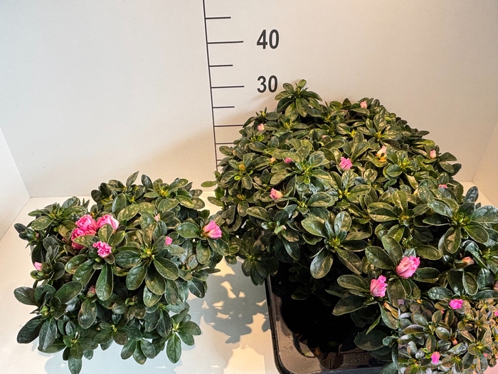 <h4>RHODO SI ROSE VOGEL</h4>