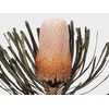 Banksia Hookeriana
