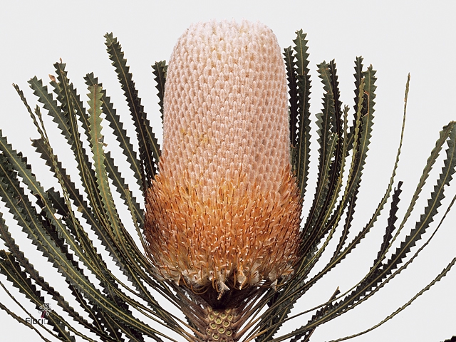 Banksia Hookeriana