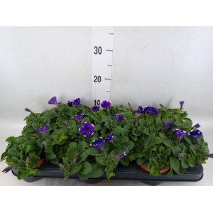 Petunia  'Nightsky'