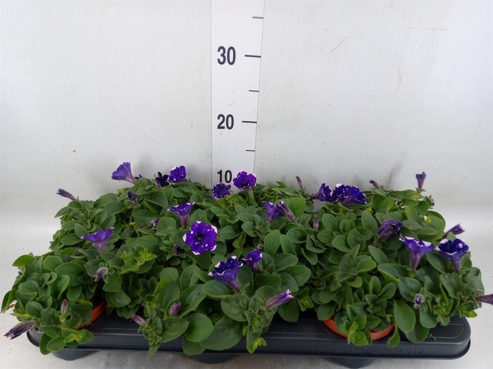 <h4>Petunia 'Nightsky'</h4>