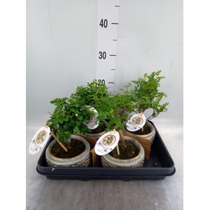 Bonsai   ...mix