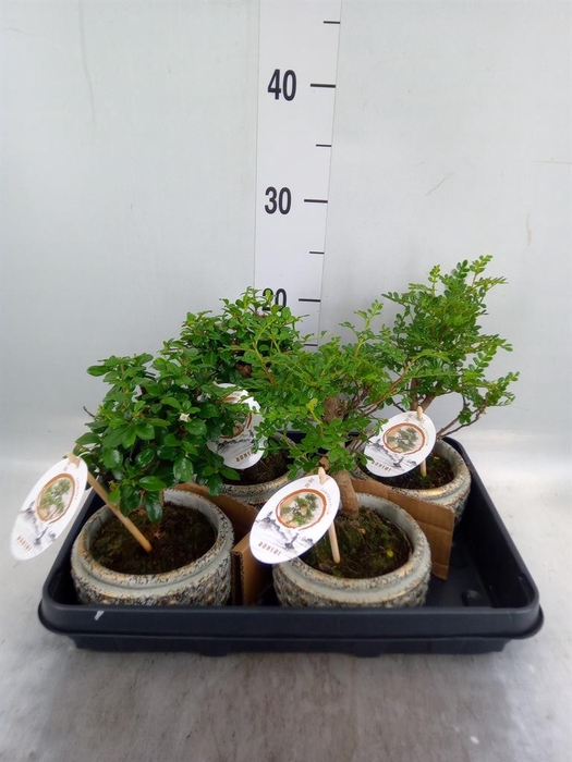 <h4>Bonsai   ...mix</h4>
