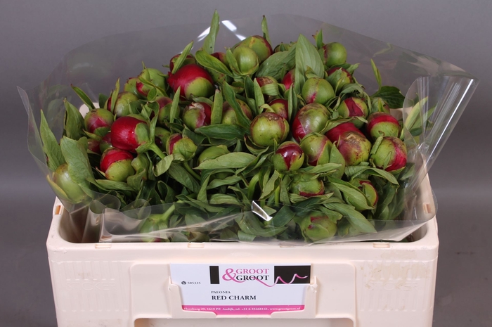 <h4>Paeonia Red Charm | Heavy Quality</h4>