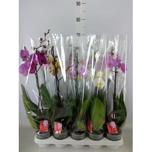Phalaenopsis   ...mix