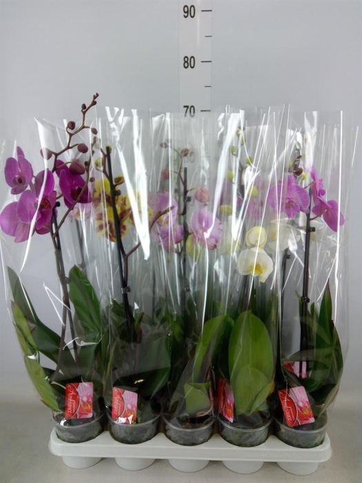 <h4>Phalaenopsis   ...mix</h4>