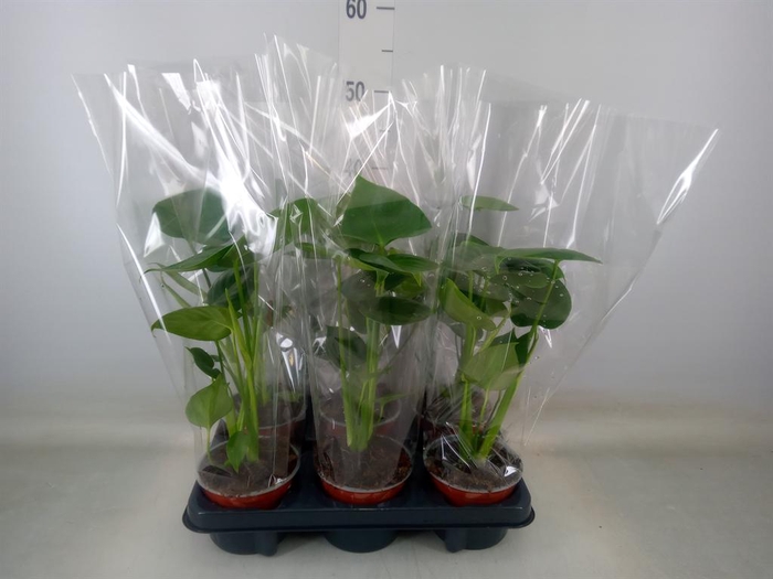 <h4>Monstera delic.</h4>