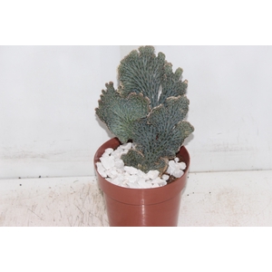 CACTUS PRAECEREUS EUCHLORUS P17