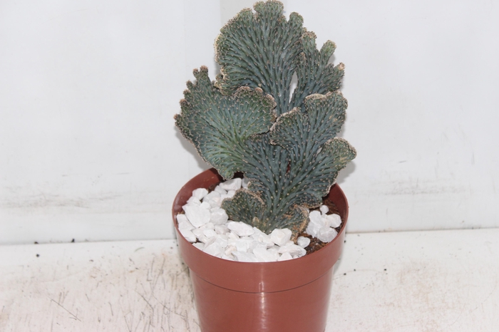 <h4>CACTUS PRAECEREUS EUCHLORUS P17</h4>