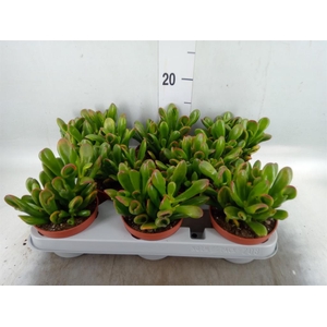 Crassula ovata 'Horn Tree'