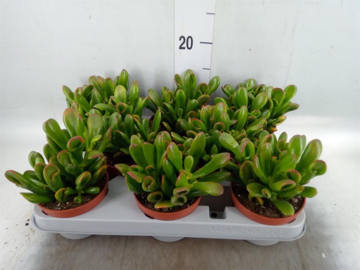 <h4>Crassula ovata 'Horn Tree'</h4>