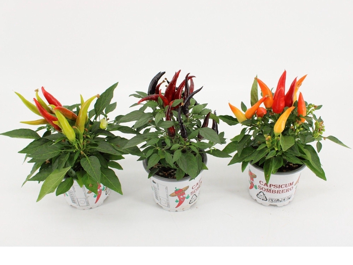 <h4>Capsicum Joker gemengd</h4>